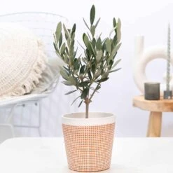 Olivier - Olea Europaea -Fournitures De Jardin Soldes 2024 91322 1