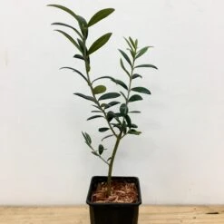 Olivier - Olea Europaea -Fournitures De Jardin Soldes 2024 91322 5