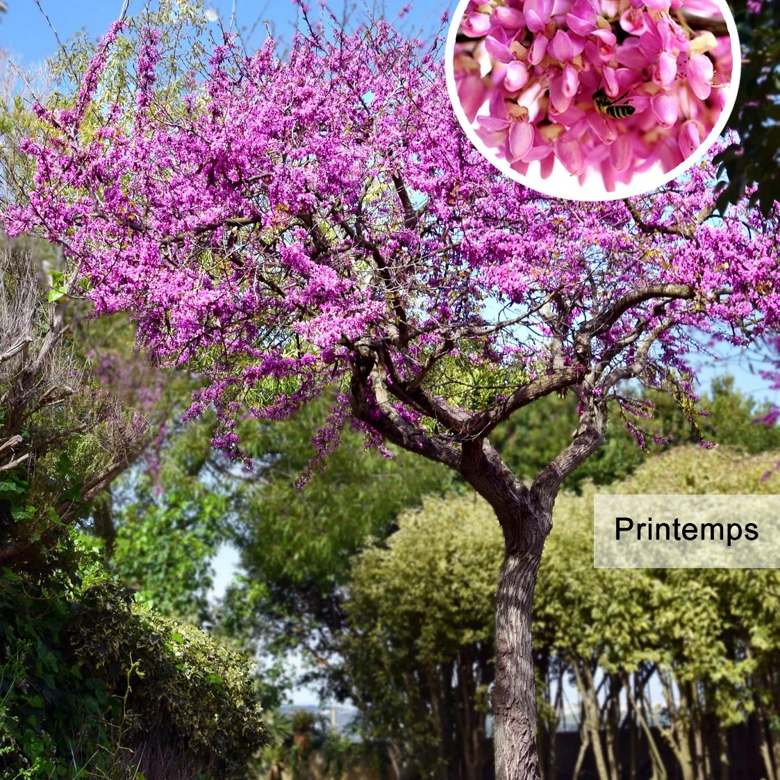 L'Arbre De Judée 5 L'Arbre De Judée – Image 5