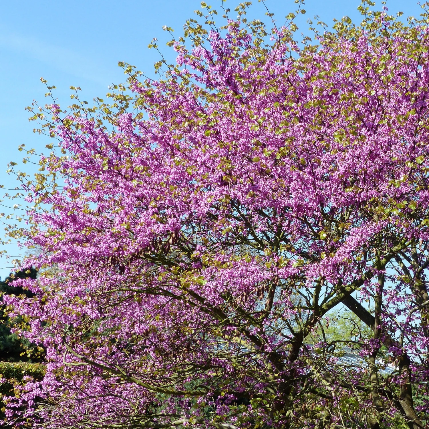 L'Arbre De Judée 6 L'Arbre De Judée – Image 6