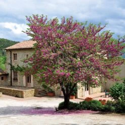 L'Arbre De Judée 14 L'Arbre De Judée -Fournitures De Jardin Soldes 2024 91700 2