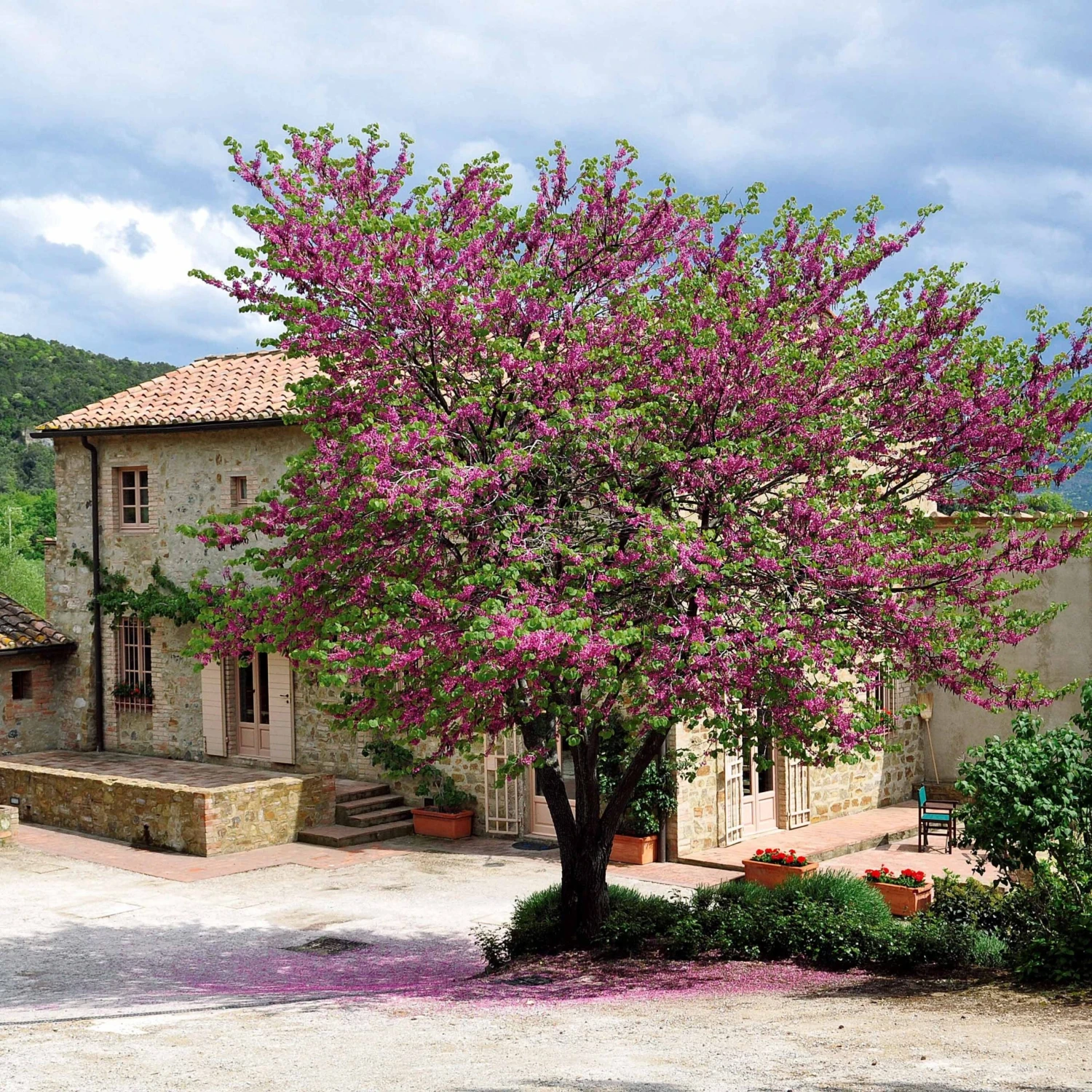 L'Arbre De Judée 7 L'Arbre De Judée – Image 7