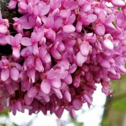 L'Arbre De Judée 10 L'Arbre De Judée -Fournitures De Jardin Soldes 2024 91700 8