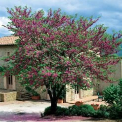 L'Arbre De Judée 11 L'Arbre De Judée -Fournitures De Jardin Soldes 2024 91700 9