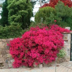 Bougainvillier Rose -Fournitures De Jardin Soldes 2024 92262 1