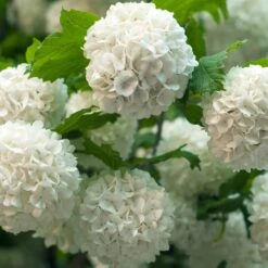 Viorne Boule De Neige 9 Viorne Boule De Neige -Fournitures De Jardin Soldes 2024 93143 8 1699631215081