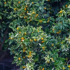 Kumquat -Fournitures De Jardin Soldes 2024 ADO 006876 3 1706611143923