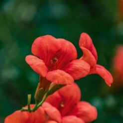 Bignone Stromboli -Fournitures De Jardin Soldes 2024 ADO 007491 2 1706612798771