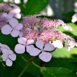 Hortensia été Indien -Fournitures De Jardin Soldes 2024 ADO 010185 1 BK 1704809425592
