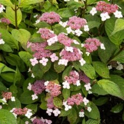 Hortensia été Indien -Fournitures De Jardin Soldes 2024 ADO 010185 2 BK 1704809442605