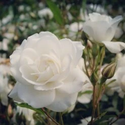 Rosier Sur Tige Korbin -Fournitures De Jardin Soldes 2024 ADO 010208 3 1704807754221