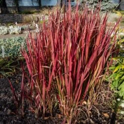 3 Graminées Colorées En Mélange -Fournitures De Jardin Soldes 2024 ADO 017232 3 1707822686049