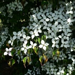 Cornouiller Du Japon 7 Cornouiller Du Japon -Fournitures De Jardin Soldes 2024 ADO 017312 1 BK 1706620812136