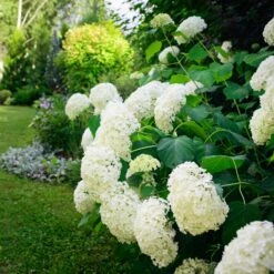 Hortensia Annabelle 5 Hortensia Annabelle -Fournitures De Jardin Soldes 2024 ADO 017314 3 1704896577034