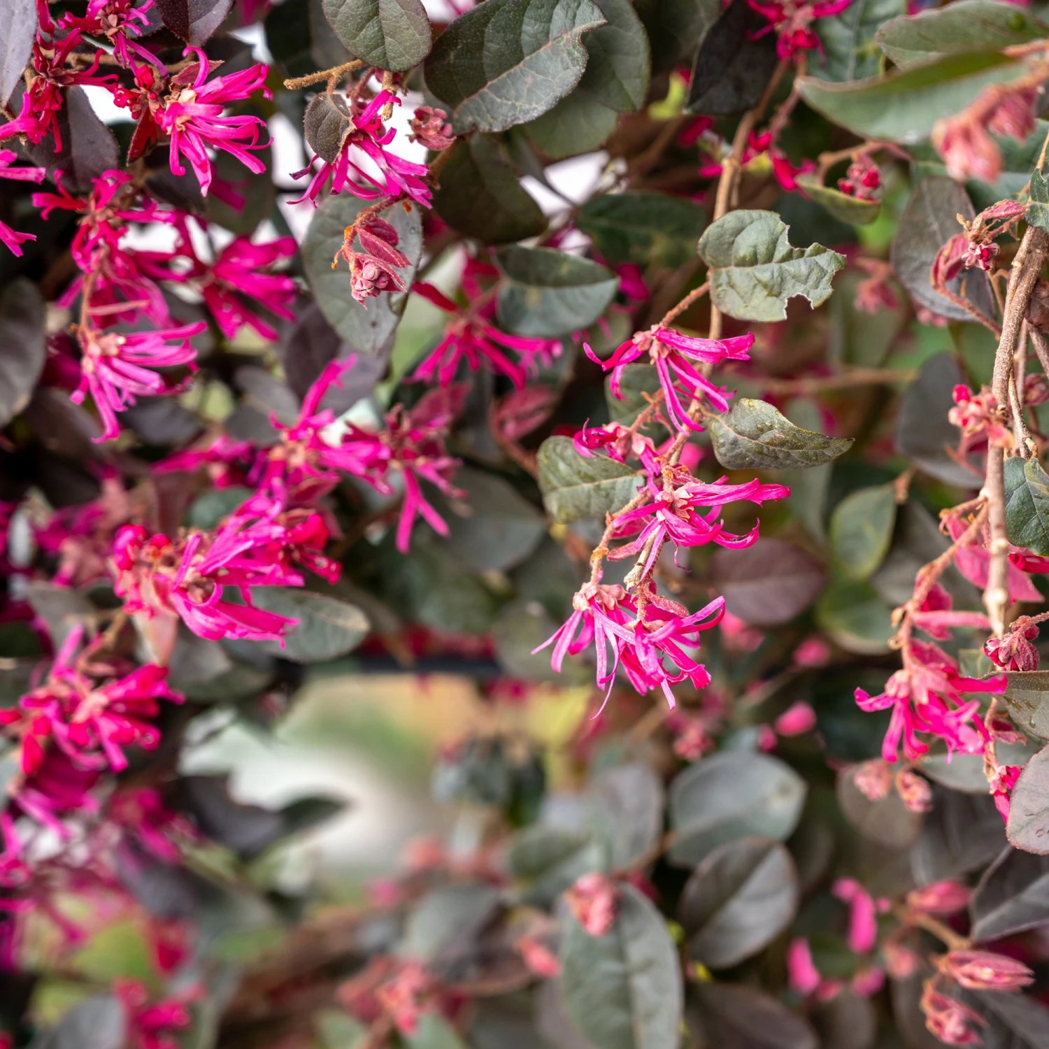 Loropétale Black Pearl 3 Loropétale Black Pearl – Image 3