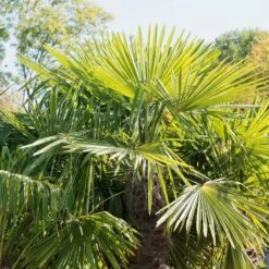 Fournitures De Jardin Soldes 2024 -Fournitures De Jardin Soldes 2024 ADO 018382 2 1706621706745