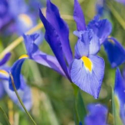 Massif D'été Fleuri En Mélange - 1,5 M² 13 Massif D'été Fleuri En Mélange - 1,5 M² -Fournitures De Jardin Soldes 2024 ADO 018541 4 1703153643577