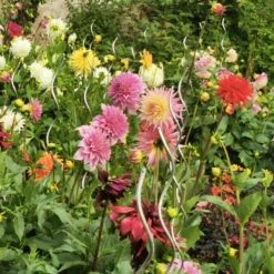 Massif D'été Fleuri En Mélange - 1,5 M² 14 Massif D'été Fleuri En Mélange - 1,5 M² -Fournitures De Jardin Soldes 2024 ADO 018541 5 1703153856890