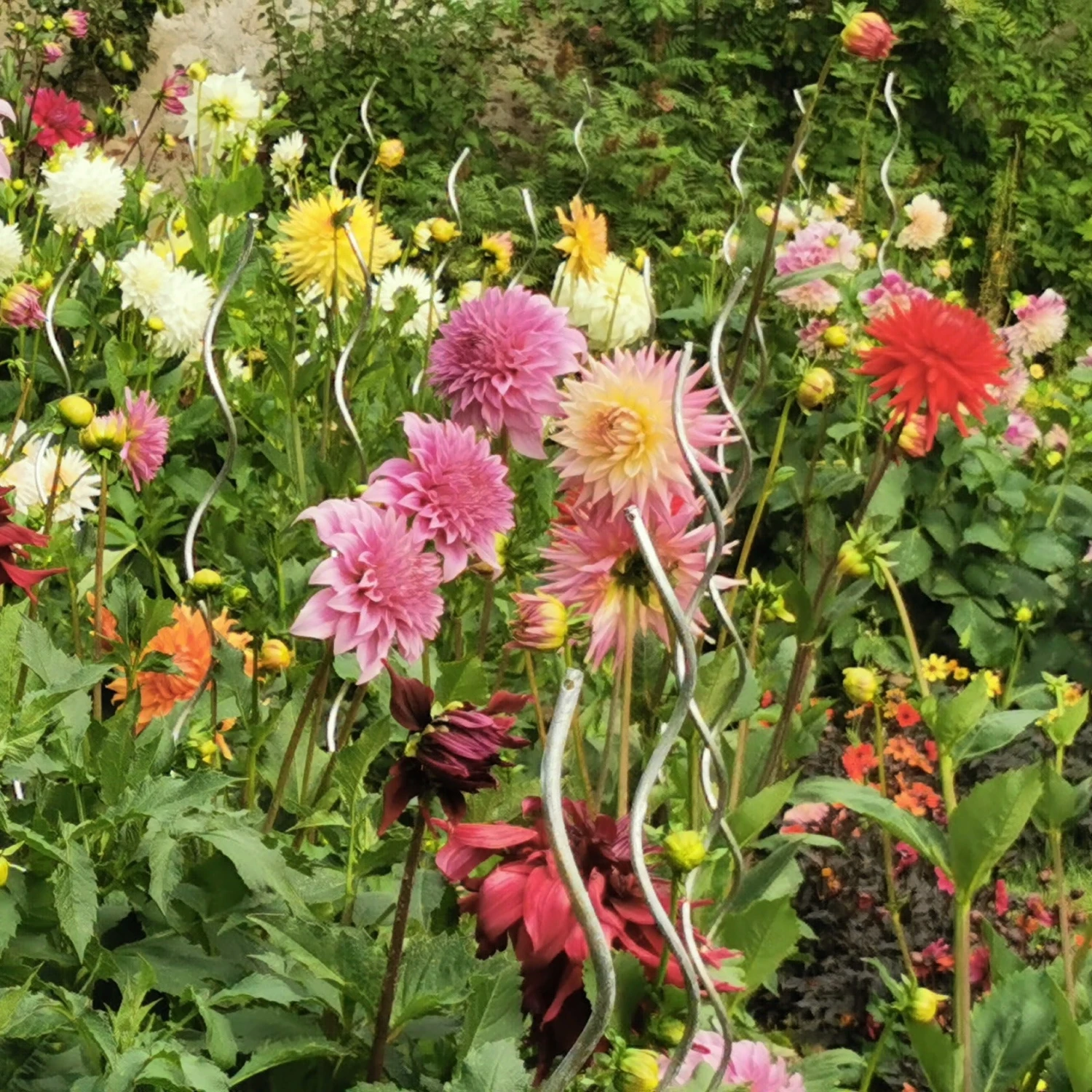 Massif D'été Fleuri En Mélange - 1,5 M² 5 Massif D'été Fleuri En Mélange - 1,5 M² – Image 5