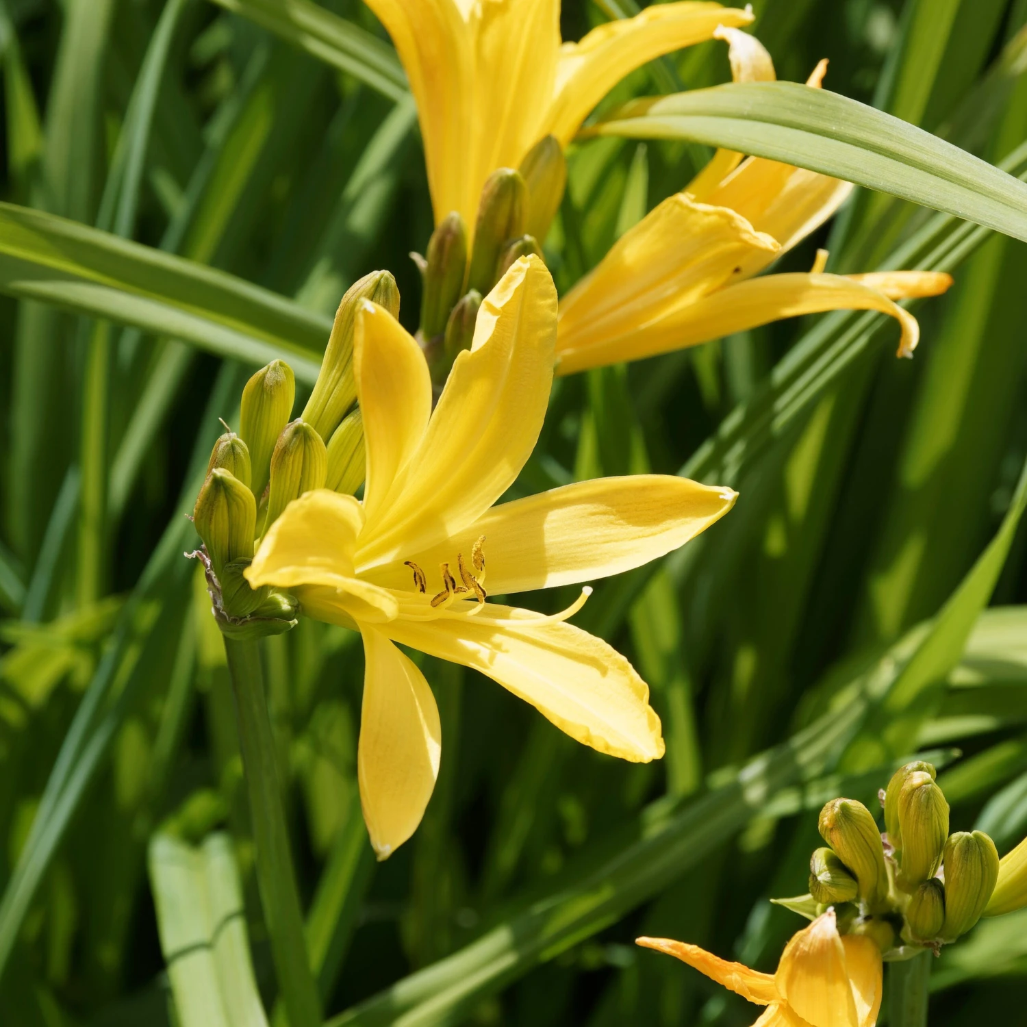 Massif D'été Fleuri En Mélange - 1,5 M² 6 Massif D'été Fleuri En Mélange - 1,5 M² – Image 6