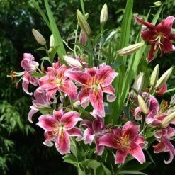 Massif D'été Fleuri En Mélange - 1,5 M² 16 Massif D'été Fleuri En Mélange - 1,5 M² -Fournitures De Jardin Soldes 2024 ADO 018541 7 1703154109501