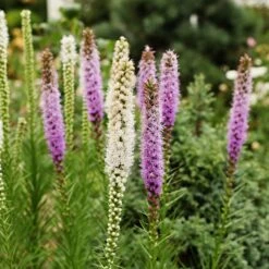 Massif D'été Fleuri En Mélange - 1,5 M² 17 Massif D'été Fleuri En Mélange - 1,5 M² -Fournitures De Jardin Soldes 2024 ADO 018541 8 1703154198847