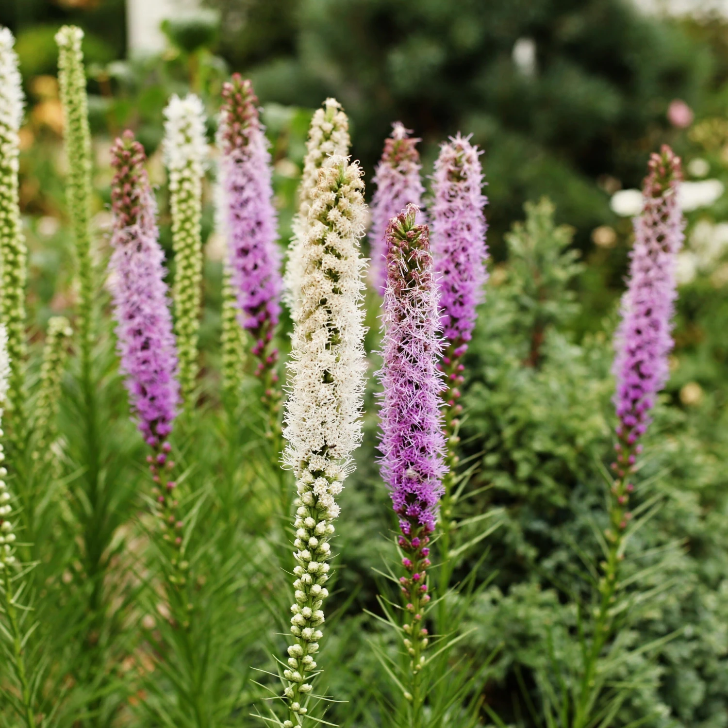 Massif D'été Fleuri En Mélange - 1,5 M² 8 Massif D'été Fleuri En Mélange - 1,5 M² – Image 8