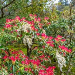 Pieris Forest Flame