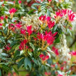 Pieris Forest Flame -Fournitures De Jardin Soldes 2024 ADO 018687 2 1706622646427
