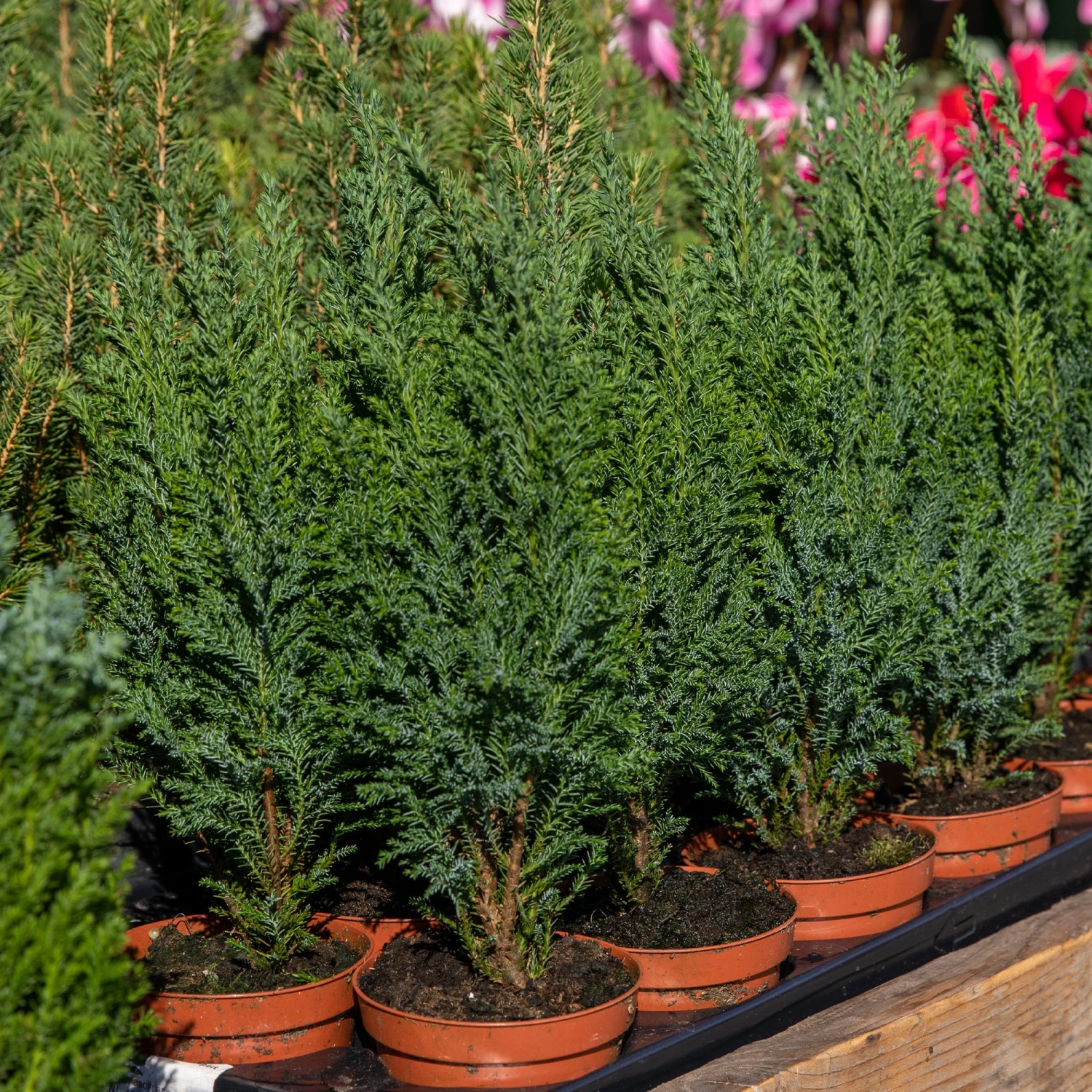 Collection De 5 Conifères Persistants 3 Collection De 5 Conifères Persistants – Image 3