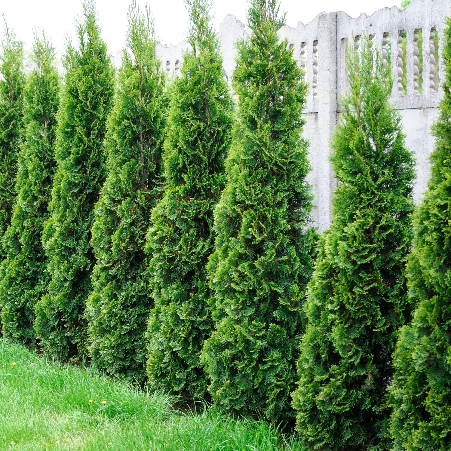 Collection De 5 Conifères Persistants 4 Collection De 5 Conifères Persistants – Image 4