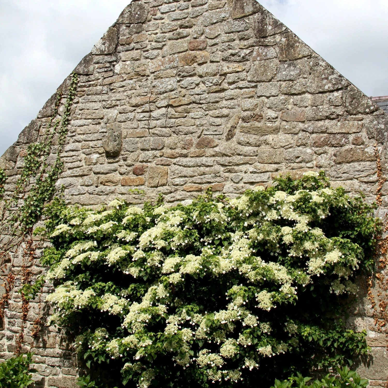 Hortensia Grimpant 3 Hortensia Grimpant â Image 3