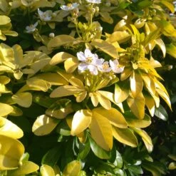 Collection De 2 Arbustes : érable Pourpre Et Oranger Du Mexique Doré -Fournitures De Jardin Soldes 2024 ADO 023447 3 1705068383593