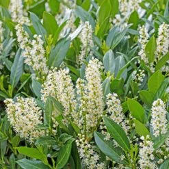 Collection Haie Persistante - 4 Arbustes 9 Collection Haie Persistante - 4 Arbustes -Fournitures De Jardin Soldes 2024 ADO 023744 4 1704358105504