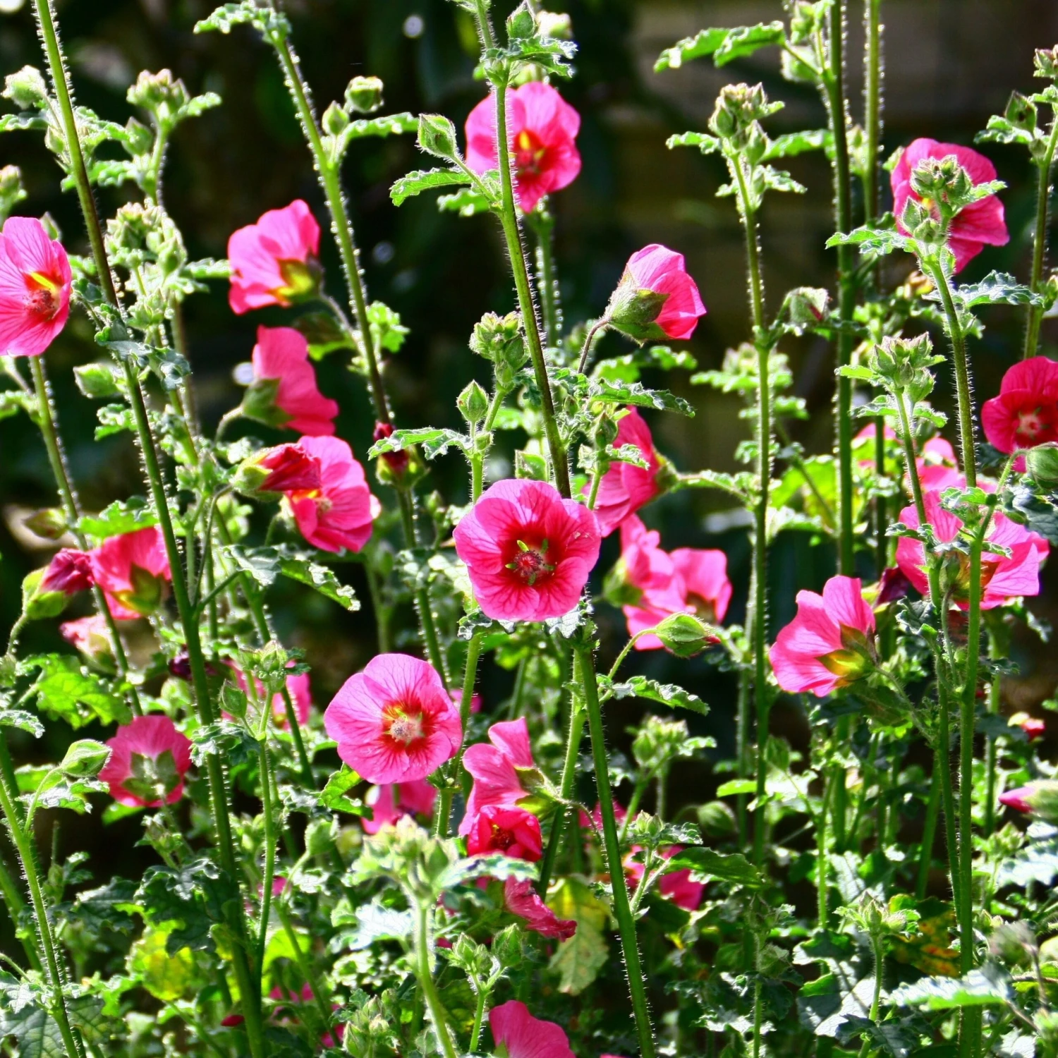 Mauve Du Cap El Rayo 2 Mauve Du Cap El Rayo â Image 2