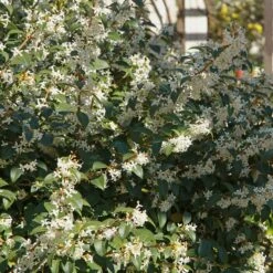 Osmanthe De Burkwood -Fournitures De Jardin Soldes 2024 ADO 027580 4 1705573696686