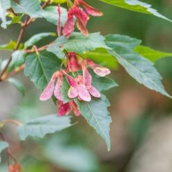 Erable Du Fleuve Amour -Fournitures De Jardin Soldes 2024 ADO 028202 3 1706627726955