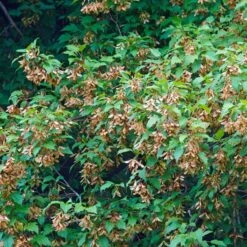 Erable Du Fleuve Amour -Fournitures De Jardin Soldes 2024 ADO 028202 4 1706627741042