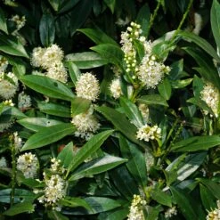 Laurier-Cerise Laurier Palme Otto Luyken -Fournitures De Jardin Soldes 2024 ADO 028327 2 1706695490400