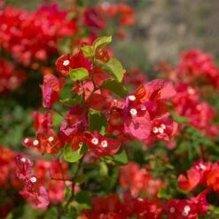 Bougainvillier Rouge -Fournitures De Jardin Soldes 2024 ADO 028351 1 BK 1704813441958