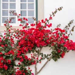 Bougainvillier Rouge -Fournitures De Jardin Soldes 2024 ADO 028351 2 BK 1704813452136