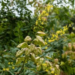 Savonnier -Fournitures De Jardin Soldes 2024 ADO 028353 4 1706696506942