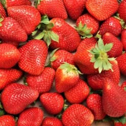 Fraisier Charlotte -Fournitures De Jardin Soldes 2024 ADO 031565 3 1706715160260