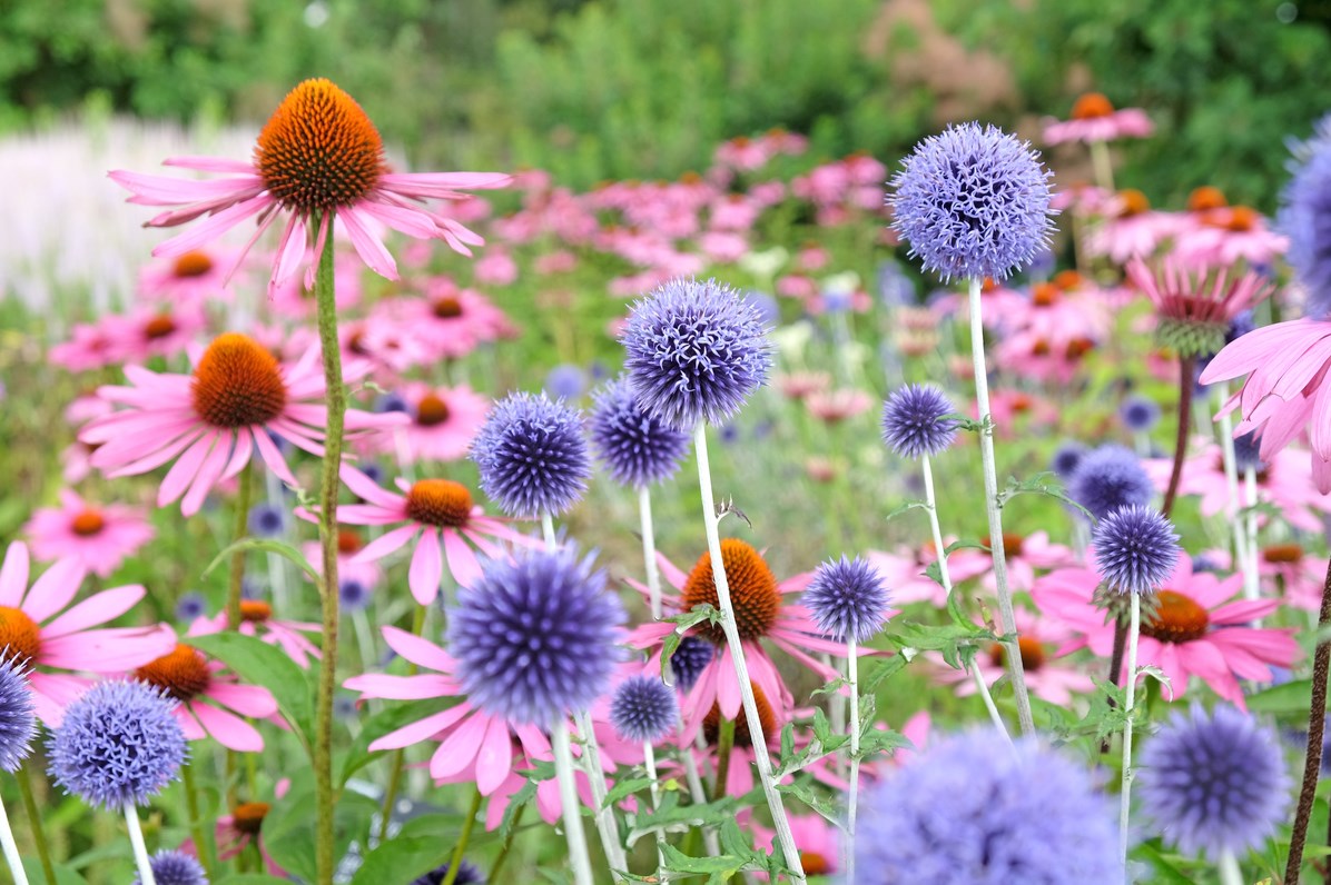 Fournitures De Jardin Soldes 2024 -Fournitures De Jardin Soldes 2024 Dingtalk 20240613105433 1