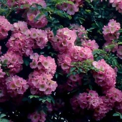 Collection De 2 Rosiers Lianes Immensee Blanc Et Petite Duchesse -Fournitures De Jardin Soldes 2024 F68558 1704380007495