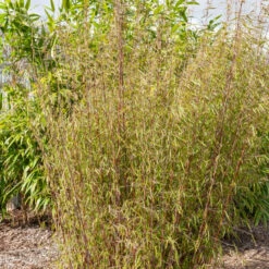 Bambou à Cannes Rouges Non-traçant -Fournitures De Jardin Soldes 2024 HOR 005863 2 BK 1703081750265