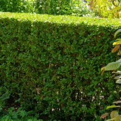 Haie De Troenes Verts