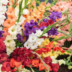 Pack De 312 Bulbes -Fournitures De Jardin Soldes 2024 HOR 020111 3 1708515156926