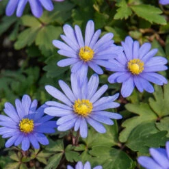 Pack De 312 Bulbes -Fournitures De Jardin Soldes 2024 HOR 020111 6 1708515163509