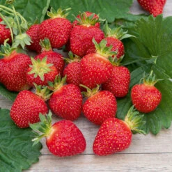 Fraisier Rubis Des Jardins